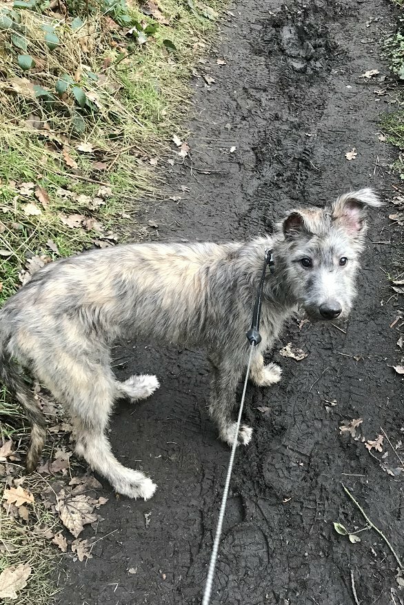 working lurchers for sale
